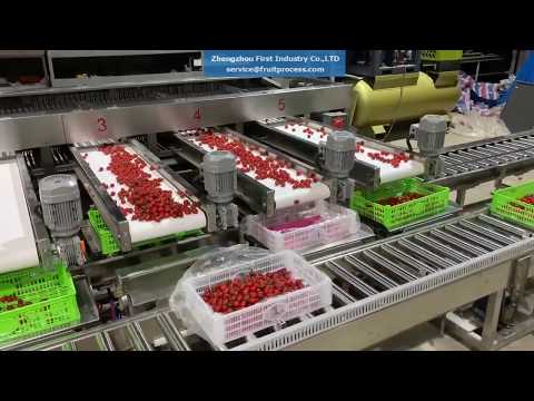 Automatic cherry tomato washing sorting weighing line, cherry tomato grading packing line