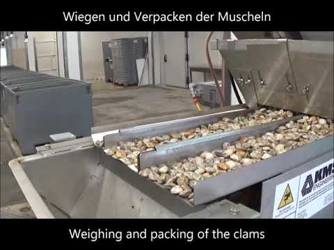 Automatische Verpackungslinie für Muscheln /Automatic packing line for shellfish (clams)