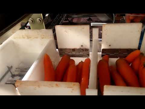 LINEA conf automatico CAROTE in vaschetta / Automatic CARROTS packing LINE