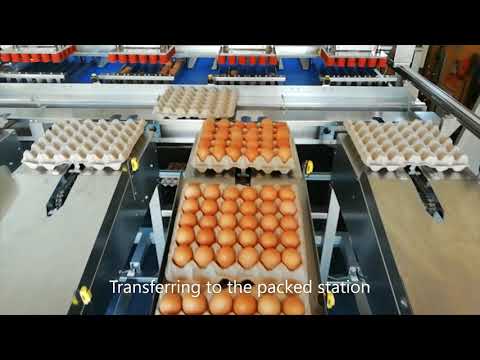 Fully Automated Egg grading &amp; packing machine