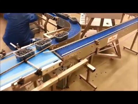 Blueberries Packing Line - Packaging Automation High Speed Revolution Tray Sealing machine