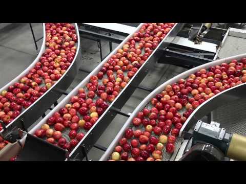 Touring an apple packing facility