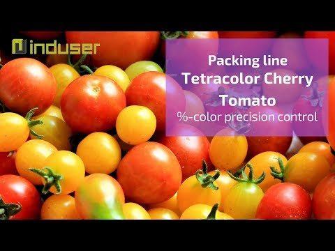 Multicolor cherry tomato packing line with automatic punnet closing