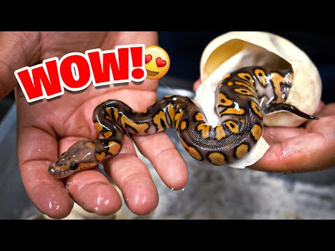 Unbelievable Snakes we just hatched from this Clutch!