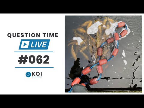 Koi Question Time LIVE #62