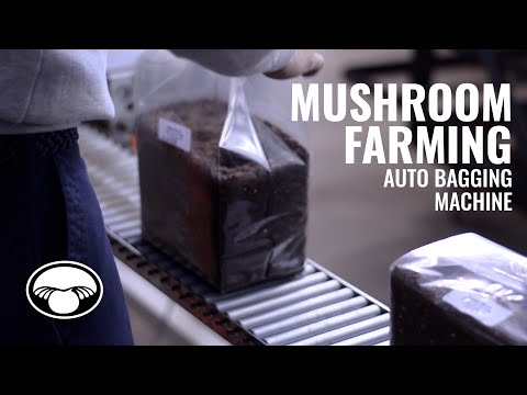 Mushroom Cultivation Efficiency | NFT-1 Substrate Bagging System