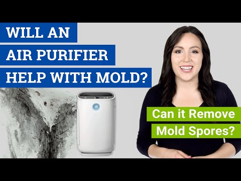 Will an Air Purifier Help with Mold? (Can it Remove Mold Spores?)