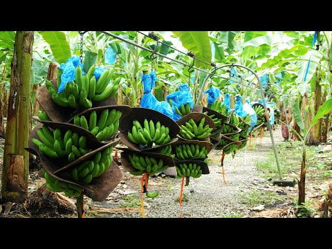 How To Banana Harvesting Cableway - Banana Processing in factory - Banana Farm to harvest