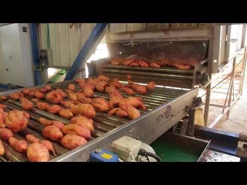 Sweet Potato automatic packing line Eshet Eilon