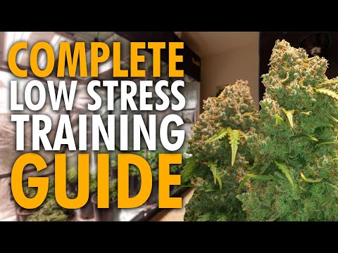 Grow BIGGER Nugs Using Low Stress Training (Complete Guide)